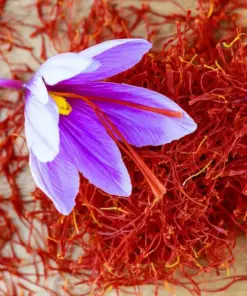 Saffron Crocus Seeds (Crocus sativus) - 50 Seeds - Fall-Blooming Purple Flowers - Indoor/Outdoor - Image 2