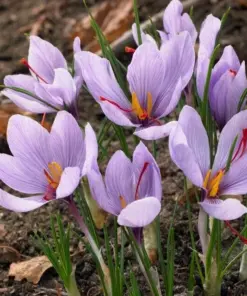 Saffron Crocus Seeds (Crocus sativus) - 50 Seeds - Fall-Blooming Purple Flowers - Indoor/Outdoor - Image 1