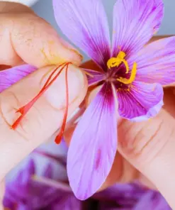 Saffron Crocus Seeds (Crocus sativus) - 50 Seeds - Fall-Blooming Purple Flowers - Indoor/Outdoor - Image 3