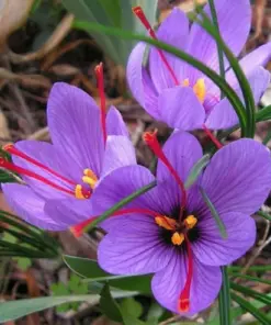 Saffron Spice Seeds - Fresh Harvest Grade A Rare Crocus Seeds - 15+ pcs - Easy Grow Indoor/Outdoor - Image 2