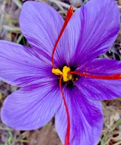 Saffron Spice Seeds - Fresh Harvest Grade A Rare Crocus Seeds - 15+ pcs - Easy Grow Indoor/Outdoor - Image 1