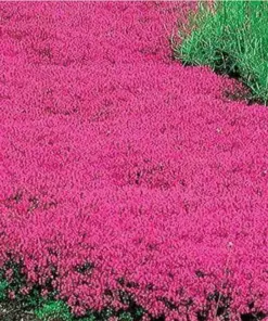 Scarlet Red Creeping Thyme Seeds - Ground Cover Perennial for Rock Gardens - 600 Seeds - Image 1