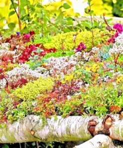 Sedum Seeds Spring Mix - Succulent Ground Cover, Stonecrop, 200 Seeds, Perennial, Easy Grow - Image 1