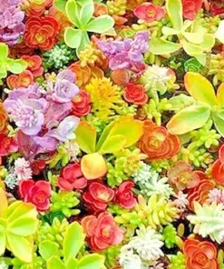 Sedum Seeds Spring Mix - Succulent Ground Cover, Stonecrop, 200 Seeds, Perennial, Easy Grow - Image 2