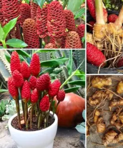 Shampoo Ginger Rhizomes - Zingiber Zerumbet - Flower Bulbs - 4 Pack - Indoor/Outdoor - Image 3