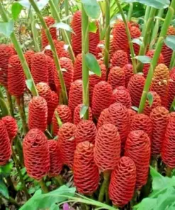 Shampoo Ginger Rhizomes - Zingiber Zerumbet - Pine Cone Ginger | 8oz Live Plant | Tropical - Image 2