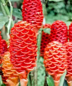 Shampoo Ginger Rhizomes - Zingiber Zerumbet Pine Cone Ginger - 3 Pack - Tropical Perennial - Image 1