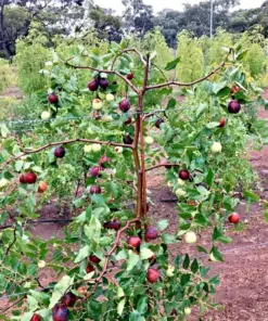 Shanxi Li Jujube Tree - Chinese Date Live Plant or Seeds - Fast Growing Ziziphus jujuba - Indoor/Outdoor - Image 2
