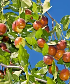 Shanxi Li Jujube Tree - Chinese Date Live Plant or Seeds - Fast Growing Ziziphus jujuba - Indoor/Outdoor - Image 1