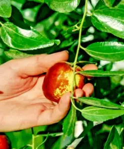 Shanxi Li Jujube Tree - Chinese Date Live Plant or Seeds - Fast Growing Ziziphus jujuba - Indoor/Outdoor - Image 4