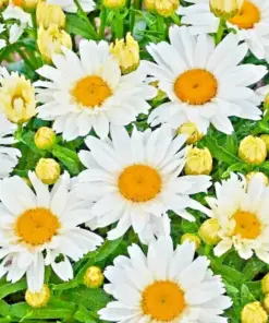 Shasta Daisy Flower Seeds - Perennial, Attracts Bees & Butterflies - 500+ Count - Image 1