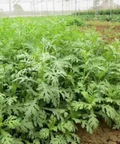 Shungiku Seeds - Edible Chrysanthemum, Tong Ho, Cai Cuc - Vegetable Seeds - 200+ Seeds - Outdoor - Image 2