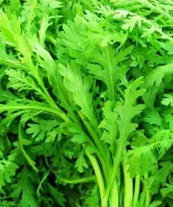 Shungiku Seeds - Edible Chrysanthemum, Tong Ho, Cai Cuc - Vegetable Seeds - 200+ Seeds - Outdoor - Image 1