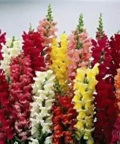 Snapdragon Seeds Tetra Mix - 3000 Seeds, Multicolor Blooms, Attracts Pollinators - Outdoor Flower Seeds - Image 2