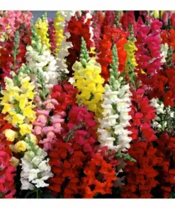 Snapdragon Seeds Tetra Mix - 3000 Seeds, Multicolor Blooms, Attracts Pollinators - Outdoor Flower Seeds - Image 1