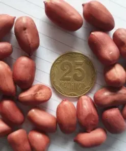 Spanish Peanut Seeds - 50+ Seeds for Planting - High Germination Rate - Outdoor Vegetable Seeds - Image 1