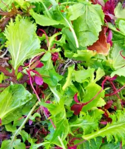 Spicy Salad Lettuce Mix Seeds - Heirloom, Non-GMO, High Germination, Fast Growing - Annual Vegetable Seeds - Image 1