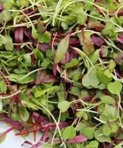 Spicy Salad Microgreen Seeds - Non-GMO Heirloom - High Germination - Fast Growing - Image 3