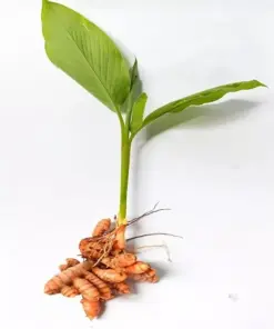 Sprouted Turmeric Live Plant - Fresh Curcuma Longa - 1 Live Plant - Ready to Plant - Image 2
