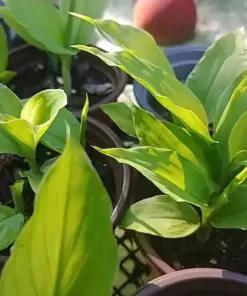 Sprouted Turmeric Live Plant - Fresh Curcuma Longa - 1 Ready-to-Plant Herb - Image 2