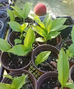 Sprouted Turmeric Live Plant - Fresh Curcuma Longa - 1 Ready-to-Plant Herb - Image 3