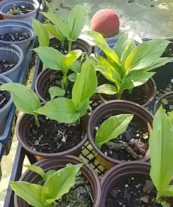 Sprouted Turmeric Live Plant - Fresh Curcuma Longa - 1 Ready-to-Plant Herb - Image 1