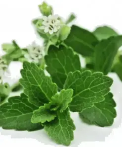 Stevia rebaudiana Seeds - Natural Sweetener & Organic Sugar Substitute - 100 Seeds - Image 1