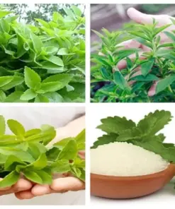 Stevia Rebaudiana Seeds - Organic Natural Sweetener Herb Seeds - 400+ Count (0.5g) - Indoor/Outdoor - Image 2