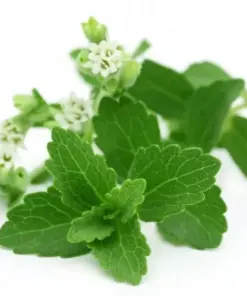 Stevia Rebaudiana Seeds - Organic Natural Sweetener Herb Seeds - 400+ Count (0.5g) - Indoor/Outdoor - Image 1