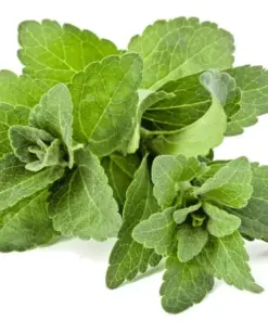 Stevia Rebaudiana Seeds - Organic Natural Sweetener Sugar Substitute - 50 Seeds - Image 1