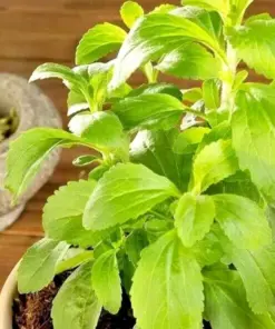 Stevia Seeds - Sweet Herb Plant Seeds - Natural Sugar Substitute - 15 Pcs - USA Sourced - Image 1