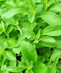 Stevia Sweetleaf Herb Seeds - 250 Seeds for Planting Natural Sugar Plant - Easy Grow Indoor/Outdoor - Image 1