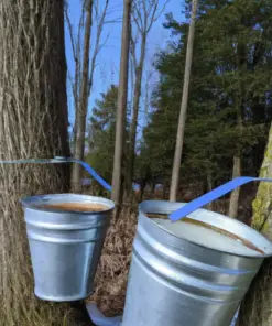 Sugar Maple Tree Seeds (30+ Seeds) - Acer saccharum - Fall Color, Edible Maple Syrup Source - Outdoor - Image 2