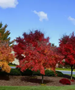 Sugar Maple Tree Seeds (30+ Seeds) - Acer saccharum - Fall Color, Edible Maple Syrup Source - Outdoor - Image 4