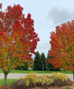 Sugar Maple Tree Seeds (30+ Seeds) - Acer saccharum - Fall Color, Edible Maple Syrup Source - Outdoor - Image 1