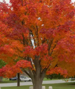 Sugar Maple Tree Seeds - Acer saccharum - Bulk 1lb - Fall Color & Syrup - Image 3