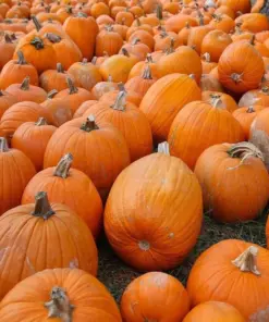 Sugar Pie Pumpkin Seeds - Heirloom, Non-GMO, Fresh Garden Seeds - Vegetable Seeds - Image 2