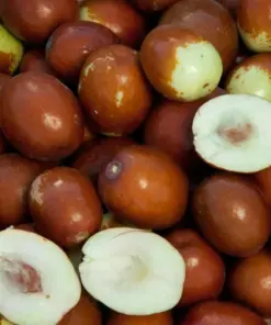 Sugarcane Jujube Live Plant & Seeds - Chinese Date Ziziphus jujuba - Fast Growing - Indoor/Outdoor - Image 4