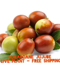 Sugarcane Jujube Live Plant & Seeds - Chinese Date Ziziphus jujuba - Fast Growing - Indoor/Outdoor - Image 1