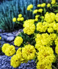 Sulphurflower Buckwheat Seeds - Eriogonum umbellatum Yellow Flowers - Perennial, Very Easy to Grow - Indoor & Outdoor - Image 2