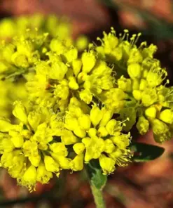 Sulphurflower Buckwheat Seeds - Eriogonum umbellatum Yellow Flowers - Perennial, Very Easy to Grow - Indoor & Outdoor - Image 1