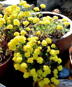 Sulphurflower Buckwheat Seeds - Eriogonum umbellatum Yellow Flowers - Perennial, Very Easy to Grow - Indoor & Outdoor - Image 4