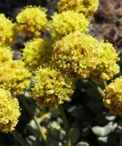 Sulphurflower Buckwheat Seeds - Eriogonum umbellatum Yellow Flowers - Perennial, Very Easy to Grow - Indoor & Outdoor - Image 5