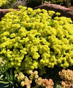 Sulphurflower Buckwheat Seeds - Eriogonum umbellatum Yellow Flowers - Perennial, Very Easy to Grow - Indoor & Outdoor - Image 6