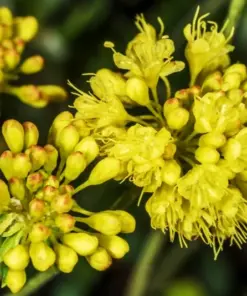 Sulphurflower Buckwheat Seeds - Eriogonum umbellatum Yellow Flowers - Perennial, Very Easy to Grow - Indoor & Outdoor - Image 7