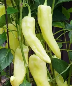 Sweet Banana Pepper Seeds - Heirloom, Non-GMO Vegetable Seeds - Easy Grow - Image 1