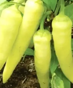 Sweet Banana Pepper Seeds - Non-GMO Heirloom Garden Seeds - 30+ Seeds - Indoor/Outdoor - Image 1
