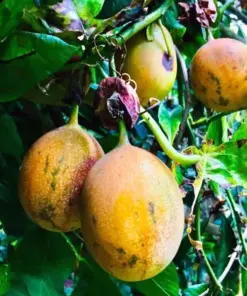 Sweet Granadilla Yellow Passion Fruit Seeds (Passiflora ligularis) - Climbing Vine - Fast Growing - Image 2