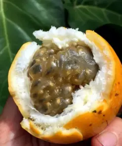 Sweet Granadilla Yellow Passion Fruit Seeds (Passiflora ligularis) - Climbing Vine - Fast Growing - Image 3