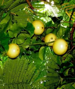 Sweet Granadilla Yellow Passion Fruit Seeds (Passiflora ligularis) - Climbing Vine - Fast Growing - Image 4